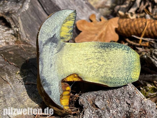 Flockenstieliger Hexenröhrling, Neoboletus erythropus