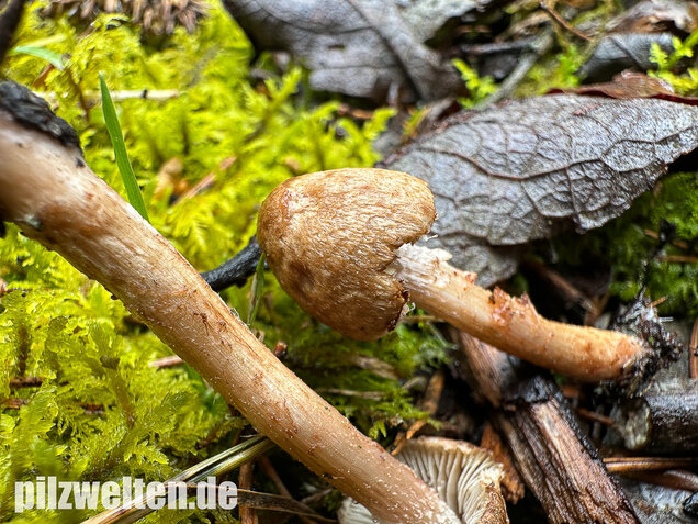 Frühlingsrisspilz, Später Risspilz, Inocybe nitidiuscula