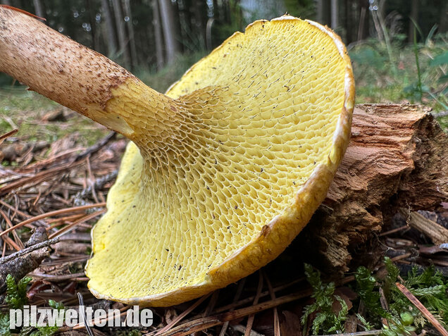Gelber Hohlfußröhrling, Suillus cavipes var. aureus