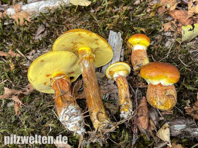 Goldröhrling, Suillus grevillei