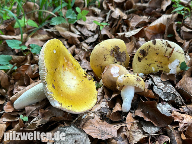 Grüner Speisetäubling, Russula heterophylla