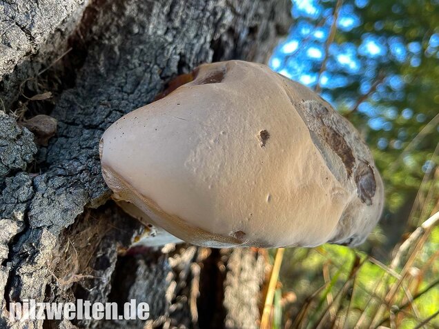 Harziger Lackporling, Ganoderma resinaceum
