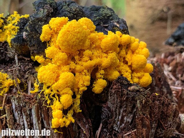 Hexenbutter, Fuligo septica