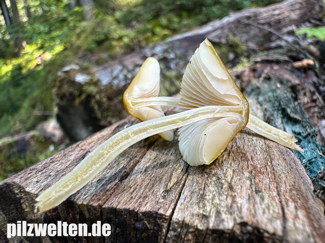 Löwengelber Dachpilz, Pluteus leoninus