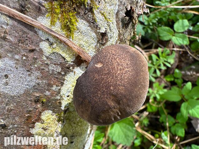 Maiporling, Bewimperter Stielporling, Lentinus substrictus
