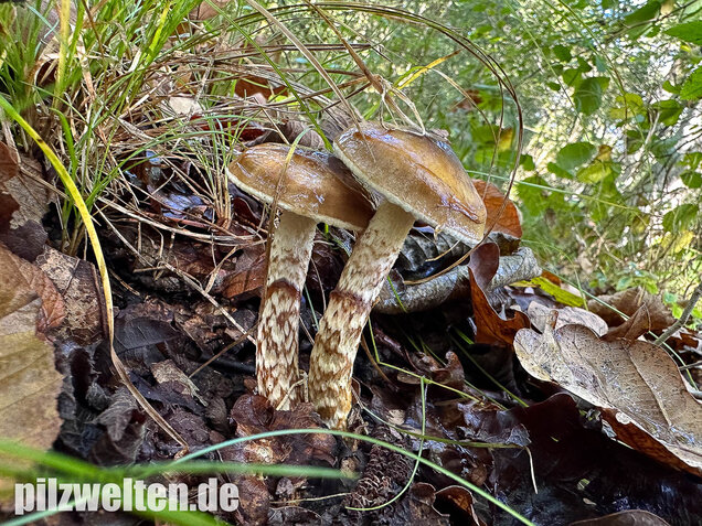 Zweifarbiger Schneckling, Olivbraungestiefelter Schneckling, Hygrophorus persoonii