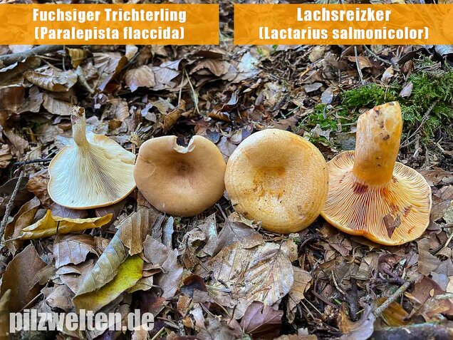 Lachsreizker, Lactarius salmonicolor