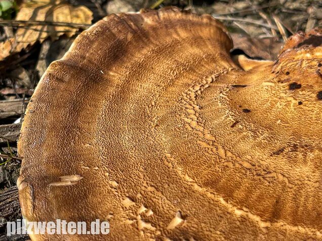 Riesenporling, Meripilus giganteus