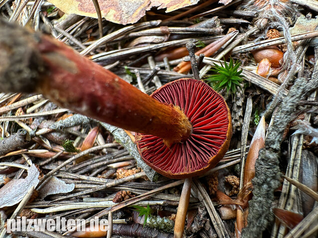 Rotgenatterter Hautkopf, Purpurbrauner Hautkopf, Cortinarius purpureus