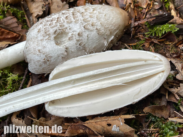 Schopftintling, Coprinus comatus