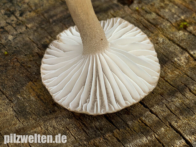Schwarzpunktierter Schneckling, Hygrophorus pustulatus