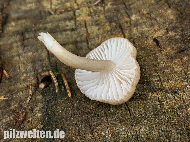Schwarzpunktierter Schneckling, Hygrophorus pustulatus