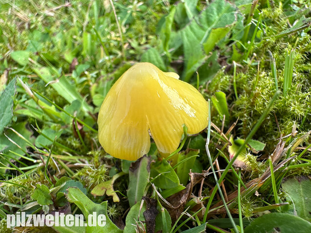 Safrangelber Saftling, Hygrocybe acutoconica