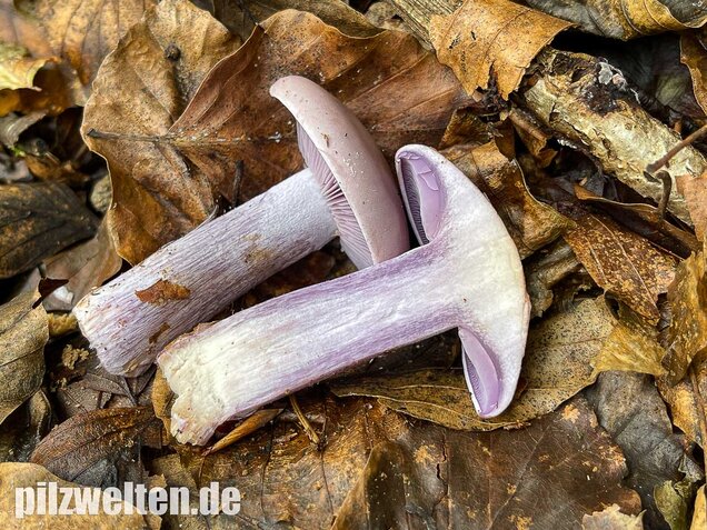 Violetter Rötelritterling, Lepista nuda
