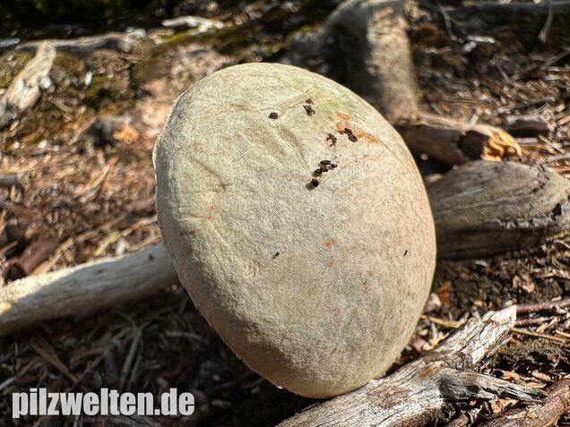 Weißer Birkenpilz, Leccinum holopus