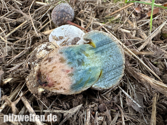Wurzelnder Bitterröhrling, Caloboletus radicans