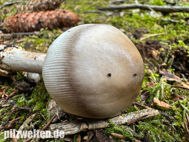 Zweifarbiger Scheidenstreifling, Unterteilter Streifling, Amanita battarrae