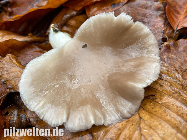 Austernseitling, Austernpilz, Kalbfleischpilz, Pleurotus ostreatus