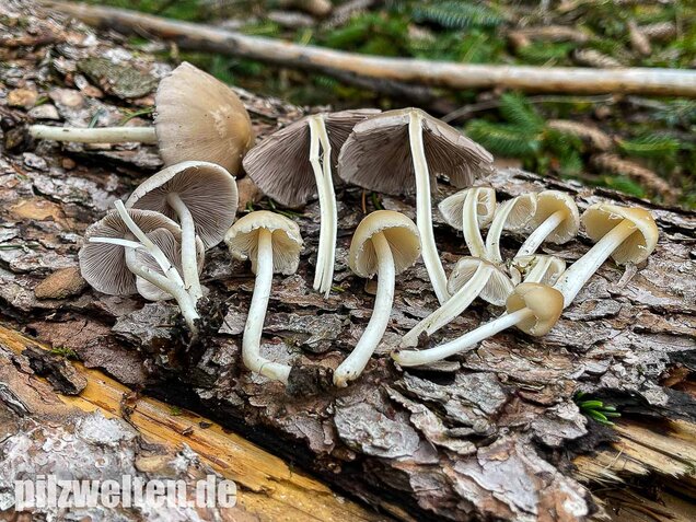 Behangener Faserling, Psathyrella candolleana