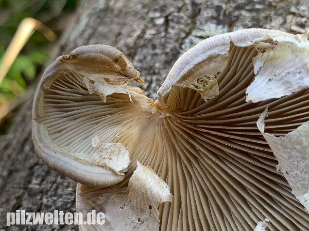 Beschleierter Pappel-Seitling, Pleurotus calyptratus