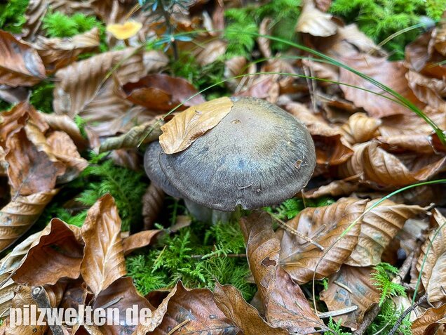 Bitterer Schleimkopf, Cortinarius infractus