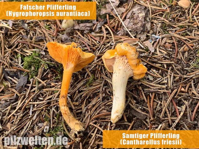 Falscher Pfifferling, Afterleistling, Hygrophoropsis aurantiaca