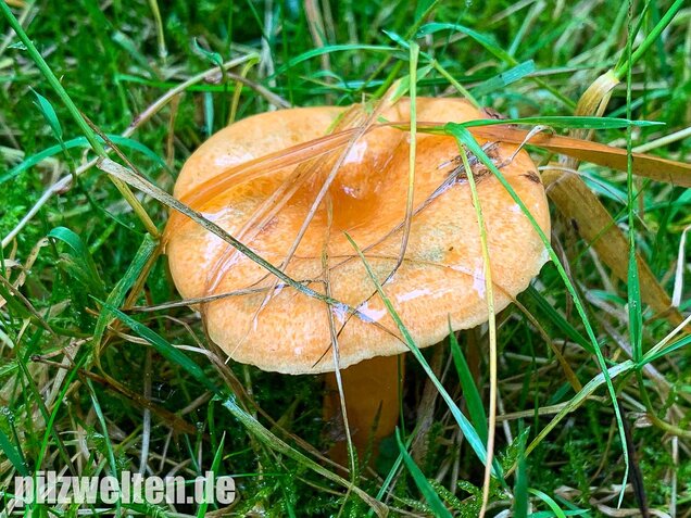 Fichtenreizker, Lactarius deterrimus