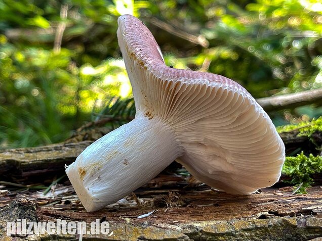 Speisetäubling, Russula vesca