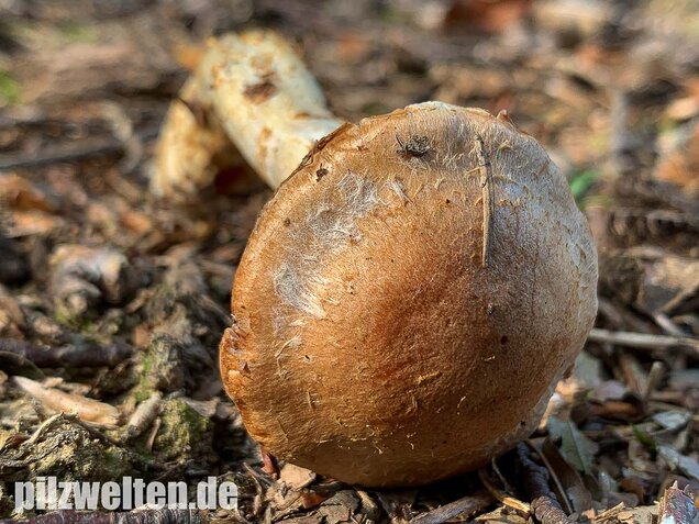Fuchsigbrauner Schleimkopf, Cortinarius vulpinus
