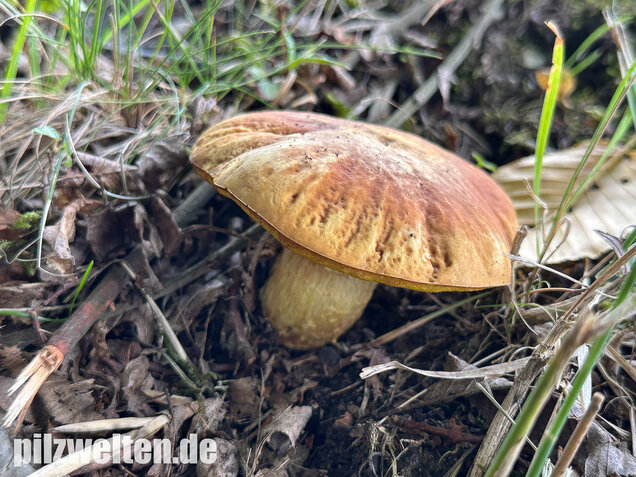 Gehämmerter Röhrling, Hemileccinum depilatum