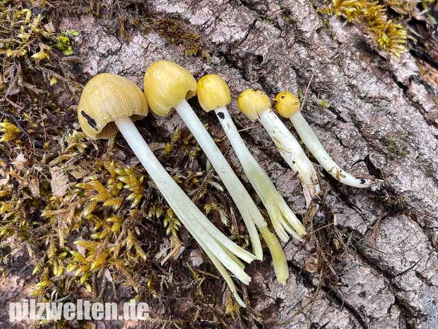 Goldmistpilz, Bolbitius titubans