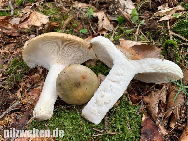 Grasgrüner Täubling, Russula aeruginea