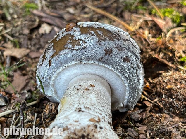 Grauer Wulstling, Amanita excelsa