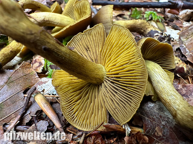 Grünblättriger Hautkopf, Hainbuchenhautkopf, Cortinarius olivaceofuscus
