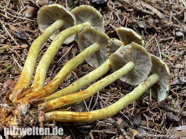 Grünblättriger Schwefelkopf, Hypholoma fasciculare