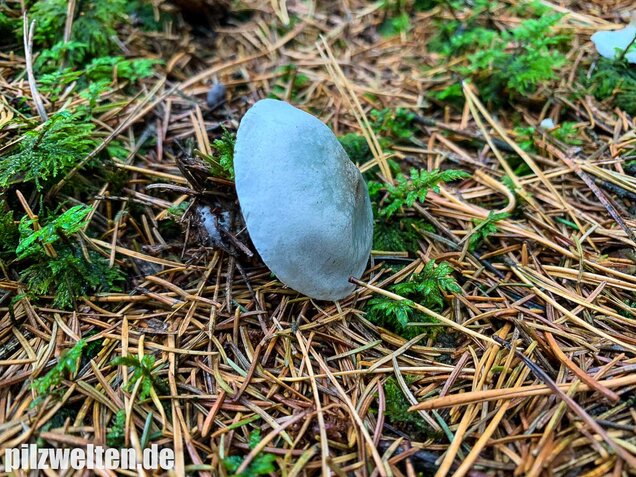 Grüner Anistrichterling, Clitocybe odora