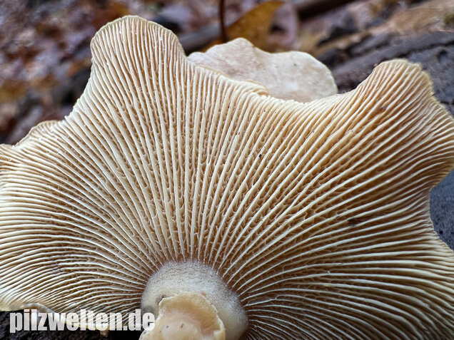 Herber Zwergknäueling, Panellus stipticus