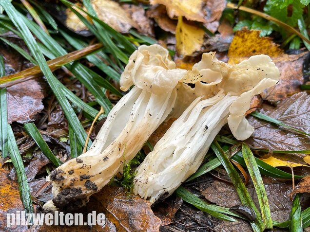 Herbstlorchel, Helvella crispa