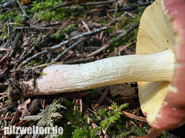 Hohlstieltäubling, Weißtannentäubling, Russula cavipes
