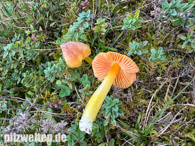 Kugelsporiger Saftling, Hygrocybe subglobispora