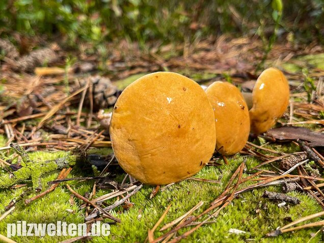 Kuhröhrling, Suillus bovinus