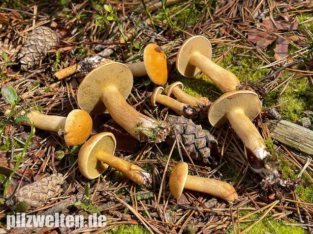 Kuhröhrling, Suillus bovinus