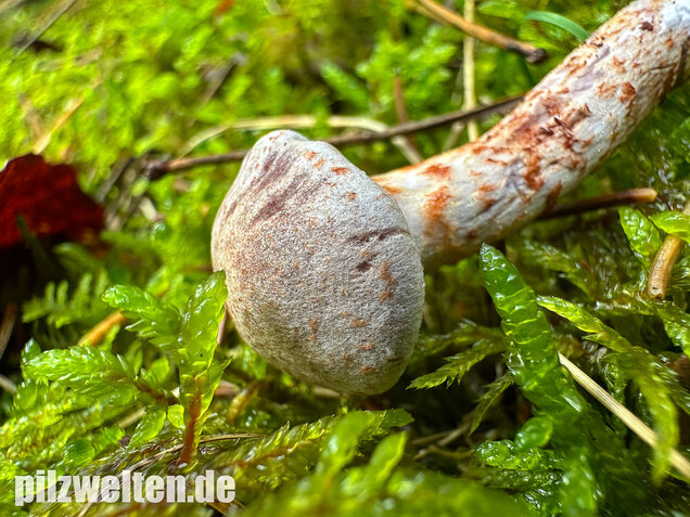 Kupferschuppiger Dickfuß, Cortinarius spilomeus