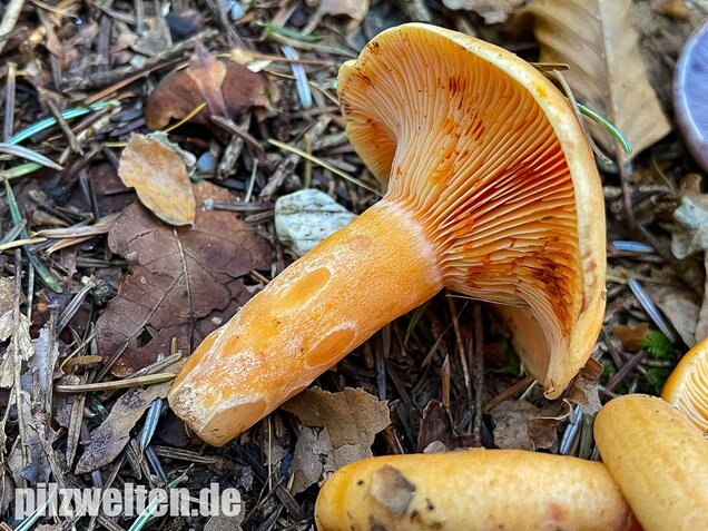 Lachsreizker, Lactarius salmonicolor