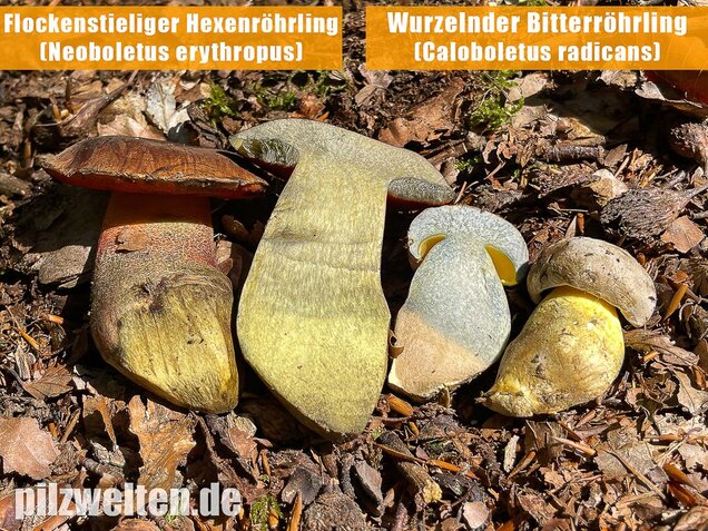 Wurzelnder Bitterröhrling, Caloboletus radicans