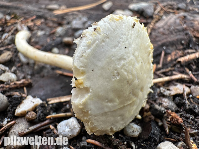 Weißer Ackerling, Rissiger Ackerling, Agrocybe dura