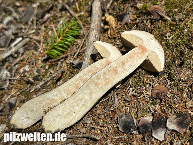Rötender Birkenpilz, Leccinum oxydabile