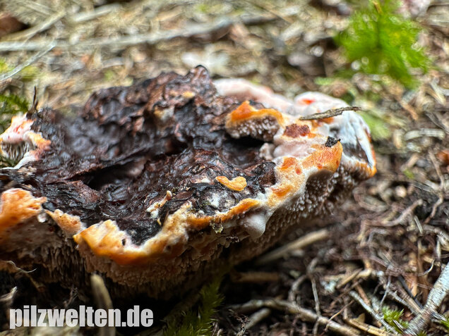 Scharfer Korkstacheling, Blutender Korkstacheling, Hydnellum peckii
