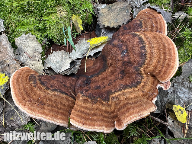 Schwarzgebänderter Harzporling, Nadelholzharzporling, Ischnoderma benzoinum