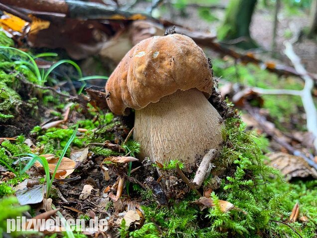 Sommersteinpilz, Boletus aestivalis